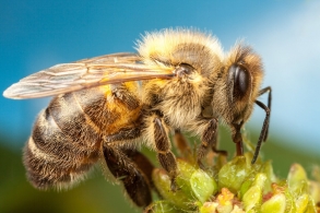 Рекомендации для владельцев пасек и производителей продукции пчеловодства
