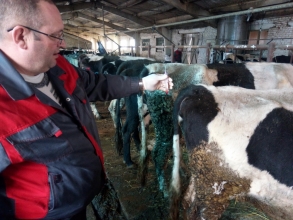 Иммунизация крупного рогатого скота против лептоспироза 