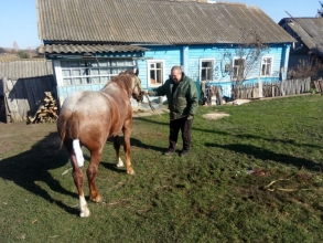 Мероприятия по недопущению заболевания животных сибирской язвой  на территории Орловской области