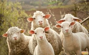 Грант на развитие овцеводства