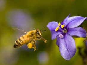 На территории Орловской области участились факты гибели пчел