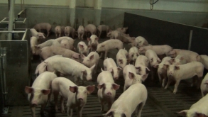 За нарушения правил содержания свиней — административный штраф