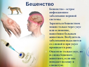 На территории Орловской области сохраняется напряженная обстановка по заболеванию бешенством среди диких и домашних животных