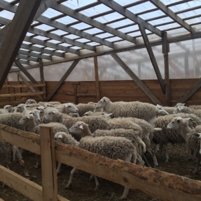 В Колпнянском районе планируется строительство овцеводческой фермы