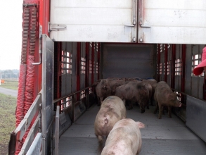 Импортные свиньи прибыли в Орловскую область