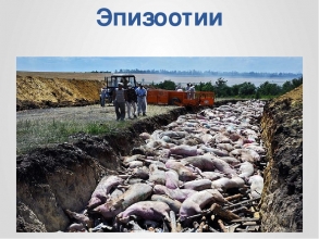 Ситуация по болезням животных в РФ