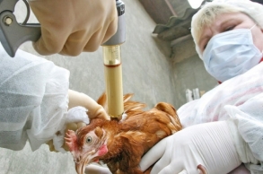 Зарегистрирован грипп птиц среди поголовья птицы на территории Московской области
