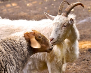 Ветеринарные правила, направленные на предотвращение распространения и ликвидацию очагов оспы овец и коз
