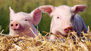 Об угрозе заноса африканской чумы свиней