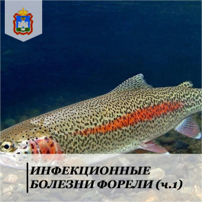 Форель