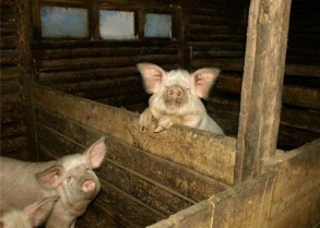В Управление ветеринарии Орловской области поступила информация о свиньях, находящихся в свободном выгуле на территории одной из организаций в городе Орле