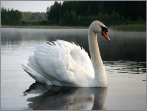 О выявлении у лебедей  вируса гриппа птиц в Калининградской области
