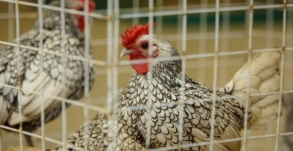 В Свердловском районе граждане привлечены к административной ответственности за реализацию птицы без ветеринарных сопроводительных документов