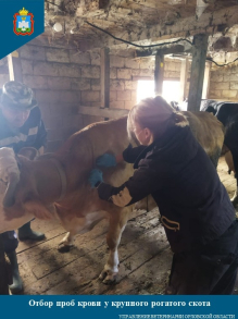 Плановые ветеринарные мероприятия во Мценском районе