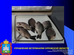 Правила ветеринарно-санитарной экспертизы рыбы и рыбной продукции
