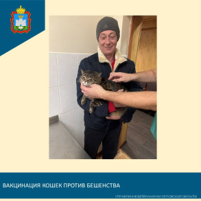 Вакцинация собак и кошек против бешенства