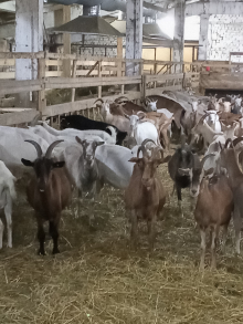 Ветеринарные мероприятия во Мценском районе