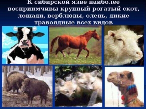 Утверждены Ветеринарные правила мероприятий, направленных на предотвращение распространения и ликвидацию очагов сибирской язвы