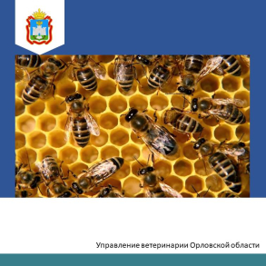 Массовая гибель пчел в Ливенском районе