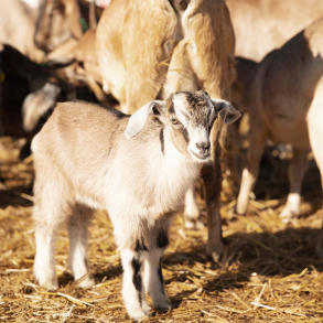 Оспа овец и коз: чем опасна и как предупредить