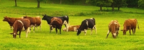 В Новосильском районе обнаружен труп коровы