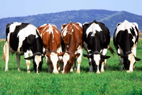 Об утверждении ветеринарных правил содержания крупного рогатого скота в целях его воспроизводства, выращивания и реализации